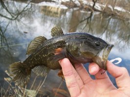 в каком месте оно похож, вот ротан, а птица сожрала американского окуня, басс называется
