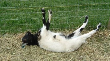 Ну да, ты б вел себя так.