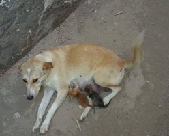 Человек совершает поступок не задумываясь, а если это делается на камеру это показуха. Мне кажется все люди совершают добрые поступки при необходимости -- это только социопаты  будут вредить всем. Это нормально когда люди приходят на помощь. Даже животные помогают друг другу.