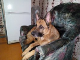 Они искренне рады встрече. Когда дочь приезжает в гости со своим собакиным, тот сразу кидается обниматься, и это учитывая, что мы видимся 1-2 раза в год. Вот он, крАсавец.