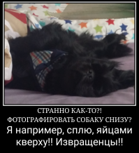 Собаки: вид снизу