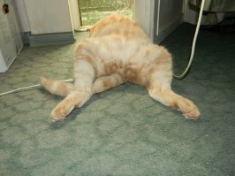 ага, славные
правда сейчас он не такой стройняшк, а старикашка-жирнулечка