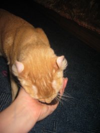 Кремушка тоже апорт носит