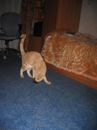 Кремушка тоже апорт носит