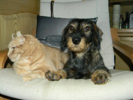 ага, славные
правда сейчас он не такой стройняшк, а старикашка-жирнулечка