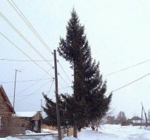 А могли вообще спилить к чёрту, и что хуже? Тут спасибо сказать надо работникам.