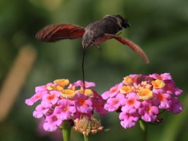 Что за зверь?