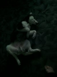 мой п.ез.дюк