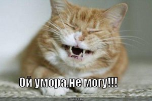 12 владельцев питомцев, горько пожалевших, что доверили их посторонним лицам