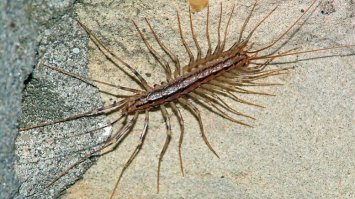 первая ассоциация