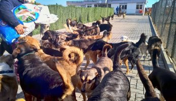 В Болгарии, под Варной есть ветклинника, но по факту - приют для больных бездомных псов. Их там, конечно, не 1000, а всего лишь штук 300, но тоже очень впечатляет количество :) 
Хозяйка - умница: всем работникам зарплату платит, ветеринаров на стажировку в Америку отпрявляет. Клинника очень чистая - моют постоянно, собаки - в раю: им там можно бегать везде. 
Столько позитива получили от счастья этих хвостатых - не передать. 

В общем, очень круто, если у человека есть возможность и он её использует не для покупки брюликов-джипов-яхт-шуб, а для спасения братьев наших меньших.