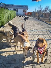 В Болгарии, под Варной есть ветклинника, но по факту - приют для больных бездомных псов. Их там, конечно, не 1000, а всего лишь штук 300, но тоже очень впечатляет количество :) 
Хозяйка - умница: всем работникам зарплату платит, ветеринаров на стажировку в Америку отпрявляет. Клинника очень чистая - моют постоянно, собаки - в раю: им там можно бегать везде. 
Столько позитива получили от счастья этих хвостатых - не передать. 

В общем, очень круто, если у человека есть возможность и он её использует не для покупки брюликов-джипов-яхт-шуб, а для спасения братьев наших меньших.