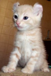 а был вот такусеньким