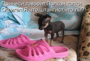 Эти собачки до сих пор думают, что они - щеночки