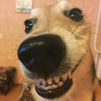 Смешные фотобомбы с собаками