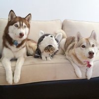 Средний плохо замаскировался, можно догадаться что кот, а те что по краям молодцы, похож на собак очень...