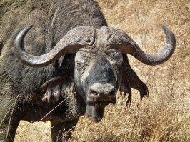 Какие коровы?
Африка нский бу йвол, или чёрный (лат. Syncerus caffer)   вид быков, широко распространённый в Африке. Будучи типичным представителем подсемейства быков, африканский буйвол, однако, весьма своеобразен и выделяется в отдельный род Syncerus с единственным видом (это также единственный из подсемейства быков, обитающий в Африке).
Это крупнейший из современных быков. Вес взрослых самцов крупных подвидов иногда доходит до 900 1000 кг, а экземпляры весом 700 кг   не редкость. Изредка встречаются старые быки весом до 1200 кг. Высота в холке у взрослых самцов   до 1,8 м, чаще 1,5 1,6 м, при длине тела 3 3,4 м. При этом некоторые подвиды африканского буйвола значительно меньше по размерам. Кроме того, лесные буйволы значительно меньше обитающих в саванне.