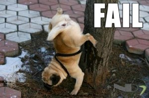 Смешные фотобомбы с собаками