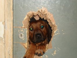 Пыталась войти в комнату.))