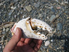 автор описал аттракцион для туристов.
1)есть возможность с туристов взять за доставку (такси)
2 взять за рыбалку.

слишком мелкие как краболовки так и сами крабы.
о размере краба - сами судите, вот моя рука и пальцы. обхватить полностью клешню я не мог