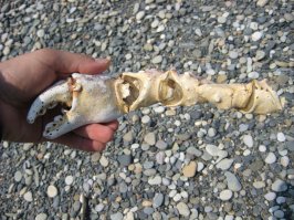 автор описал аттракцион для туристов.
1)есть возможность с туристов взять за доставку (такси)
2 взять за рыбалку.

слишком мелкие как краболовки так и сами крабы.
о размере краба - сами судите, вот моя рука и пальцы. обхватить полностью клешню я не мог