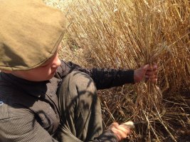 Мои детки жнут пшеницу, вручную, безо всяких проклятых комбайнов. И серп ни у кого не отнять, не отдают, жнут наперегонки и связывают в снопы кто быстрее.