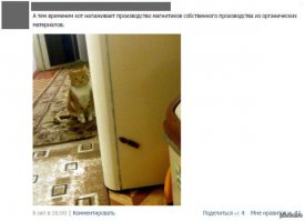 Один дома: как крушат дом питомцы в наше отсутствие