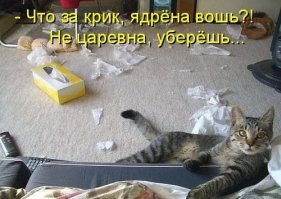 Один дома: как крушат дом питомцы в наше отсутствие