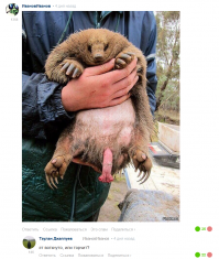 Пугающие существа, встречающихся в природе