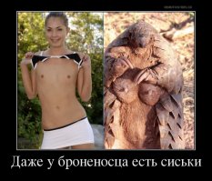 Удивительные животные нашей планеты - броненосцы