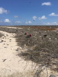 Удивительнейшие птицы. Как нибудь не поленюсь и сделаю небольшой очерк о них. Кстати этим надутым мешком самцы призывают самок. Им занимает неделю потом их сдуть. Кстати я не видел чтобы самцы с надутым мешком летали. Фото мои.