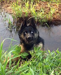 Я тоже видел водяного демона