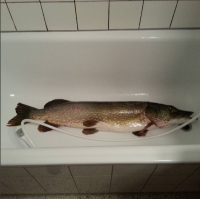 Я знаю, хвастаться не хорошо, но хочется:) Но это с прошлого.