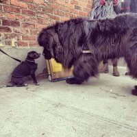 Эти забавные животные