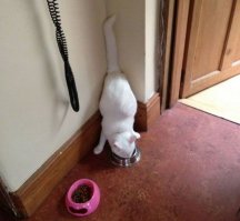 Эти забавные животные