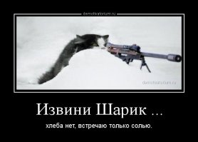 Почтальоны страдают не только от собак, но и от кошек!