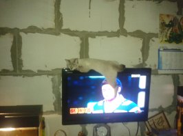 Коты, которые способны вздремнуть где угодно