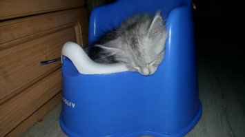 фото из питомника. Вот так вот мне его представили)