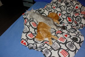 Может заснуть на другом коте