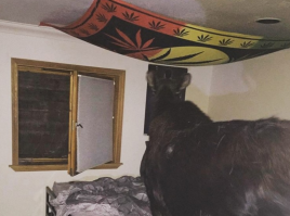 Хороший орнамент на ковре, отсюда видимо и лось в комнате. :)