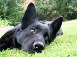 Боже ж мой...твой хозяин тоже идиот? )))
