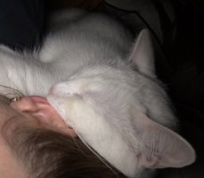 наша котейка засыпает в любой позе где угодно :) а главное любит спать у меня на голове