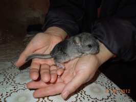 вот такие они рождаются