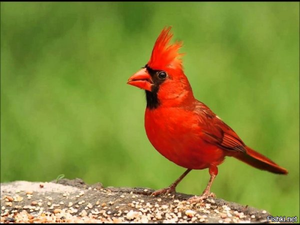 Красный кардинал - символ штата Вирджиния. За убийство этой птички там положен крупный штраф, или до года тюрьмы.