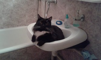 Коты, которых можно налить в любую емкость