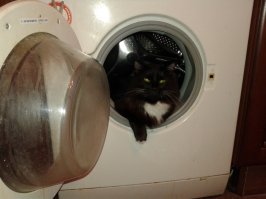 Коты, которых можно налить в любую емкость