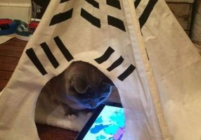 ИМХО, он там не кошечек разглядывает, а строит планы по захвату мира