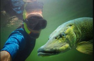 Поймал очень большую щуку