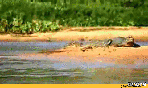 Крокодилам вообще нефартит