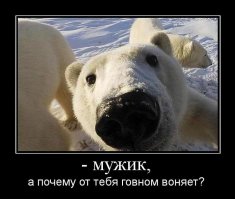 Мишки конечно милые животные, но я лучше на них в передаче про животных посмотрю.